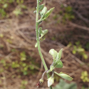 Photographie n°729841 du taxon Salpichroa origanifolia (Lam.) Baill. [1888]
