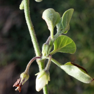 Photographie n°729843 du taxon Salpichroa origanifolia (Lam.) Baill. [1888]