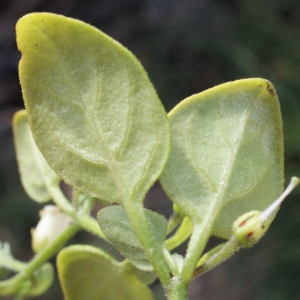 Photographie n°729849 du taxon Salpichroa origanifolia (Lam.) Baill. [1888]