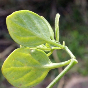 Photographie n°729852 du taxon Salpichroa origanifolia (Lam.) Baill. [1888]