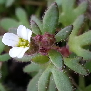 Photographie n°729858 du taxon Saxifraga tridactylites L. [1753]