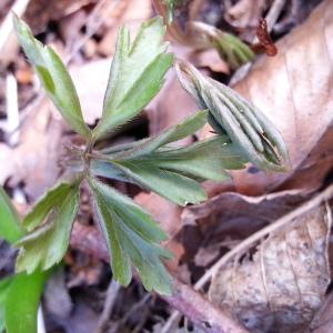 Photographie n°729861 du taxon Anemone nemorosa L. [1753]