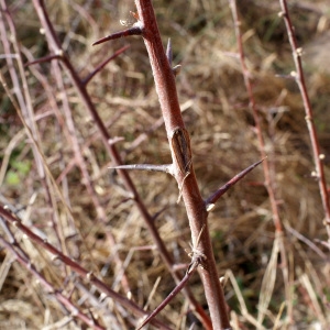 Photographie n°729907 du taxon Elaeagnus angustifolia L. [1753]