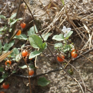 Photographie n°729909 du taxon Solanum villosum Mill. [1768]