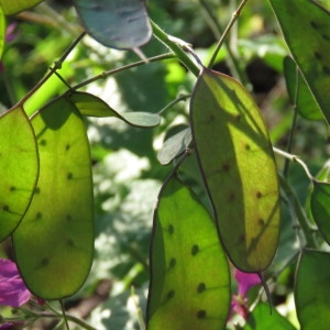 Photographie n°729932 du taxon Lunaria annua L. [1753]