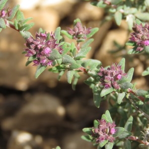 Photographie n°729938 du taxon Thymus vulgaris L. [1753]