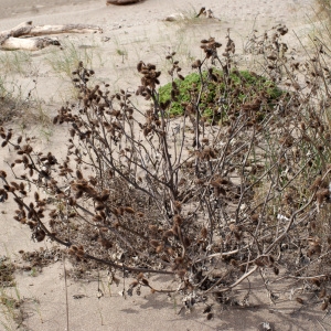 Photographie n°729963 du taxon Xanthium orientale subsp. italicum (Moretti) Greuter [2003]