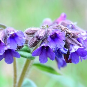 Photographie n°730037 du taxon Pulmonaria longifolia (Bastard) Boreau [1857]