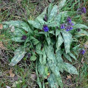 Photographie n°730039 du taxon Pulmonaria longifolia (Bastard) Boreau [1857]