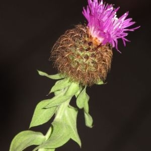 Photographie n°730056 du taxon Centaurea pectinata L. [1763]