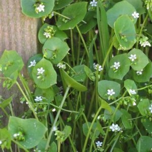 Photographie n°730064 du taxon Claytonia perfoliata Donn ex Willd. [1798]