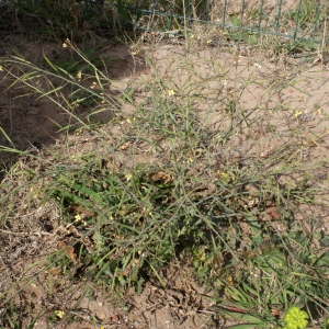 Photographie n°730098 du taxon Brassica tournefortii Gouan [1773]