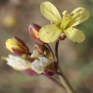 Brassica tournefortii Gouan (Chou de Tournefort)