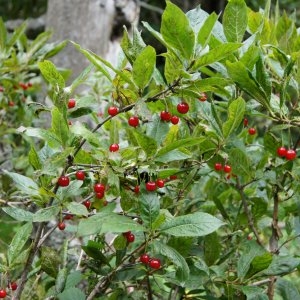 Photographie n°730311 du taxon Lonicera alpigena L. [1753]