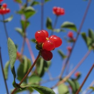 Photographie n°730323 du taxon Lonicera periclymenum L. [1753]