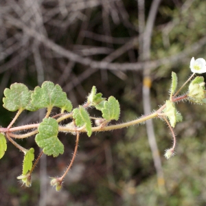 Photographie n°730338 du taxon Veronica cymbalaria Bodard [1798]