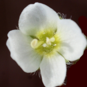 Photographie n°730341 du taxon Veronica cymbalaria Bodard [1798]