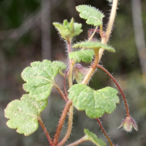 Photographie n°730343 du taxon Veronica cymbalaria Bodard [1798]