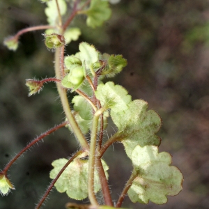 Photographie n°730355 du taxon Veronica cymbalaria Bodard [1798]