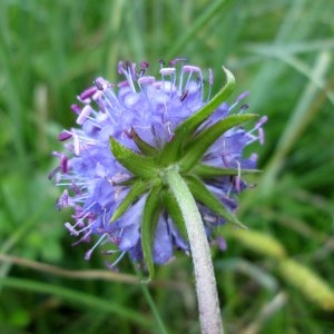 Photographie n°730364 du taxon Succisa pratensis Moench