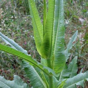 Photographie n°730368 du taxon Dipsacus fullonum L.