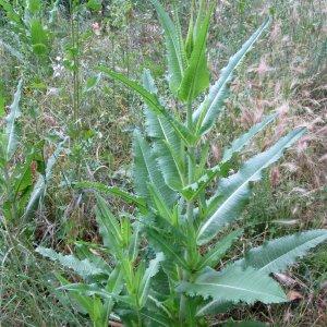 Photographie n°730369 du taxon Dipsacus fullonum L.