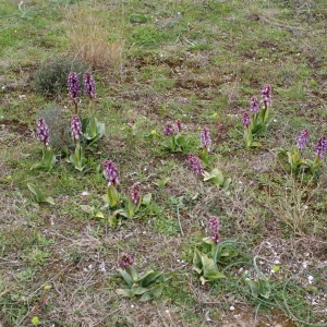 Photographie n°730504 du taxon Himantoglossum robertianum (Loisel.) P.Delforge [1999]