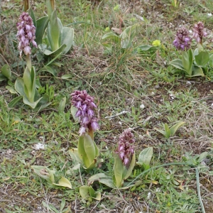 Photographie n°730505 du taxon Himantoglossum robertianum (Loisel.) P.Delforge [1999]