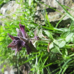 Photographie n°730516 du taxon Bartsia alpina L. [1753]