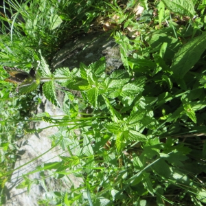 Photographie n°730518 du taxon Bartsia alpina L. [1753]