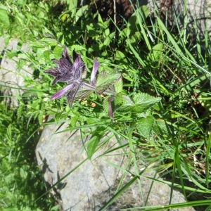 Photographie n°730519 du taxon Bartsia alpina L. [1753]