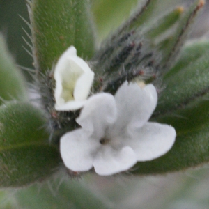 Photographie n°730536 du taxon Lithospermum arvense L. [1753]