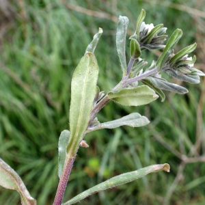 Photographie n°730537 du taxon Lithospermum arvense L. [1753]