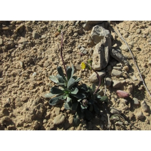 Senecio auricula Bourg. ex Coss.