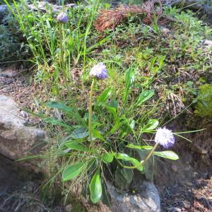 Photographie n°730565 du taxon Globularia nudicaulis L. [1753]