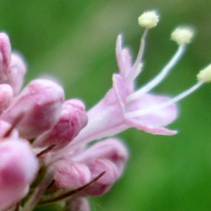 Photographie n°730599 du taxon Valeriana officinalis L.