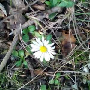 Photographie n°730685 du taxon Bellis perennis L. [1753]