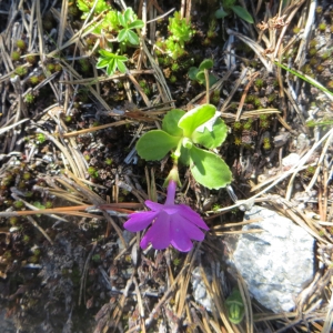 Photographie n°730711 du taxon Primula hirsuta All. [1773]