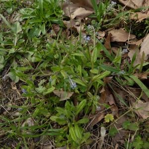 Photographie n°730717 du taxon Myosotis arvensis (L.) Hill [1764]