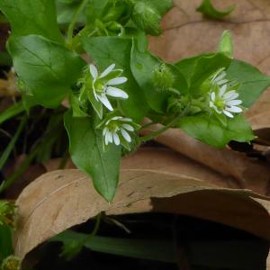 Photographie n°730722 du taxon Stellaria media (L.) Vill.