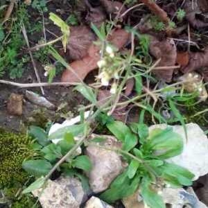 Photographie n°730735 du taxon Arabidopsis thaliana (L.) Heynh. [1842]