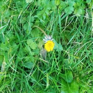 Photographie n°730739 du taxon Taraxacum officinale F.H.Wigg. [1780]