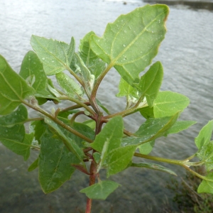 Photographie n°730748 du taxon Atriplex prostrata Boucher ex DC. [1805]