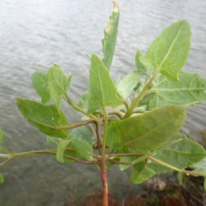 Photographie n°730751 du taxon Atriplex prostrata Boucher ex DC. [1805]