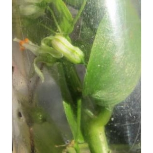 Asparagus asparagoides (L.) Druce (Bridal Creeper)