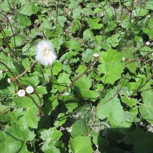 Photographie n°730769 du taxon Tussilago farfara L. [1753]