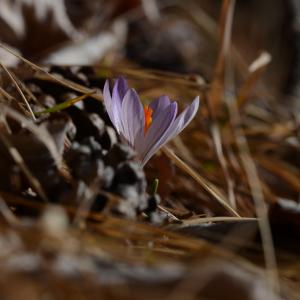 Photographie n°731022 du taxon Crocus versicolor Ker Gawl. [1808]