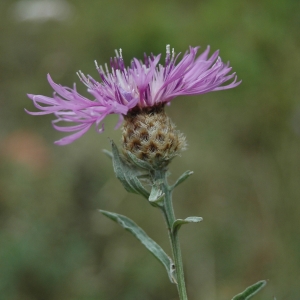 Photographie n°731304 du taxon Centaurea jacea subsp. timbalii (Martrin-Donos) Braun-Blanq. [1952]