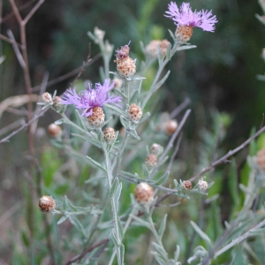 Photographie n°731308 du taxon Centaurea jacea subsp. timbalii (Martrin-Donos) Braun-Blanq. [1952]