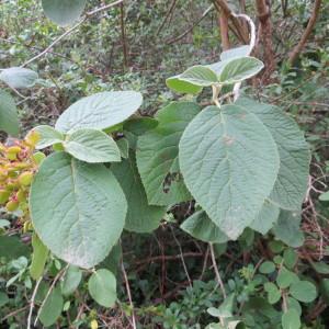 Photographie n°731416 du taxon Viburnum lantana L. [1753]